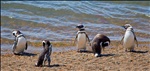 Pinguinos on the Shore